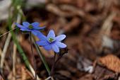 14_hepatica nobilis (erba trinità)